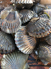 Load image into Gallery viewer, Nantucket Scallop Shell Night Light