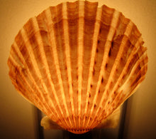 Load image into Gallery viewer, Nantucket Scallop Shell Night Light