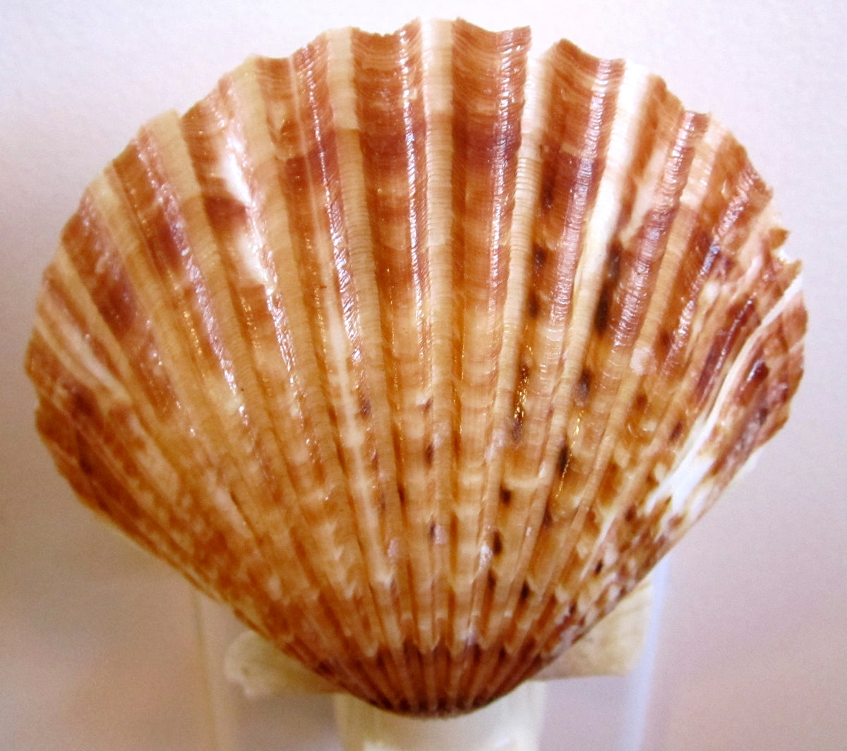 Scallop Shell LIGHT STRAND_12 LED {Battery Operated}*Bright White* / Matte ~ Authentic / Handmade / Direct outlet from Nantucket